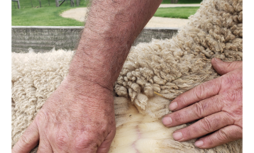 Breed Characteristics of Wool for Knitters with Kimberly Langley