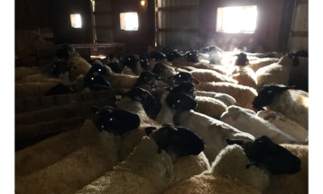 Sheep Breeds, Felting, and Socks with Kimberly Langley