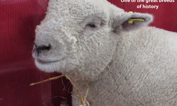 Down Wool Wonders with Deborah Robson