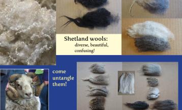 Shetland Wools: The Breed for All Reasons with Deborah Robson