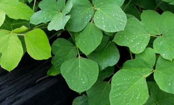 An Introduction to Kudzu